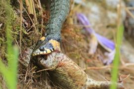 Zaskroniec - Natrix natrix - Grass snake