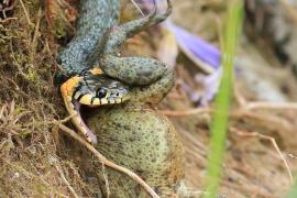 Zaskroniec - Natrix natrix - Grass snake