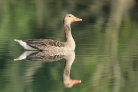 Gęgawa - Anser anser - Greylag Goose