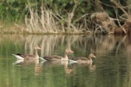 Gęgawa - Anser anser - Greylag Goose