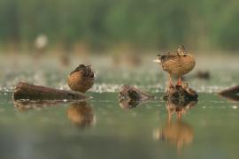 Krzyżówka - Anas platyrhynchos - Mallard