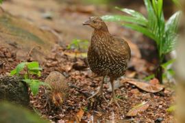 Kur cejlonski - Gallus lafayetii - Sri Lanka Junglefowl