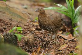 Kur cejlonski - Gallus lafayetii - Sri Lanka Junglefowl