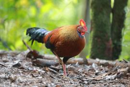 Kur cejlonski - Gallus lafayetii - Sri Lanka Junglefowl