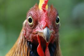 Kur cejlonski - Gallus lafayetii - Sri Lanka Junglefowl