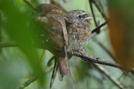 Gębal cejloński - Batrachostomus moniliger - Sri Lankan Frogmouth