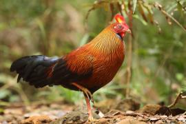 Kur cejlonski - Gallus lafayetii - Sri Lanka Junglefowl