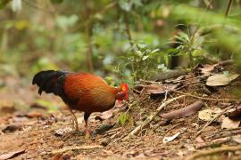 Kur cejlonski - Gallus lafayetii - Sri Lanka Junglefowl