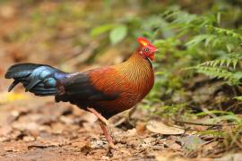 Kur cejlonski - Gallus lafayetii - Sri Lanka Junglefowl