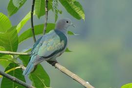 Muszkatela miedziana - Ducula aenea - Green Imperial Pigeon