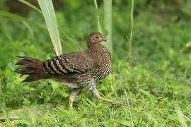 Kur cejlonski - Gallus lafayetii - Sri Lanka Junglefowl