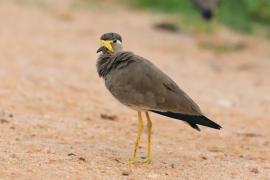 Czajka brunatna - Vanellus malabaricus - Yellow-wattled Lapwing