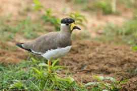 Czajka brunatna - Vanellus malabaricus - Yellow-wattled Lapwing