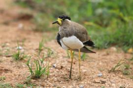 Czajka brunatna - Vanellus malabaricus - Yellow-wattled Lapwing