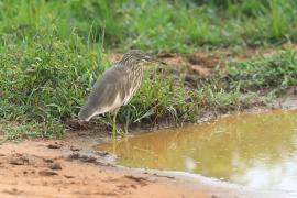 Czapla siodłata - Ardeola grayii - Indian Pond-Heron