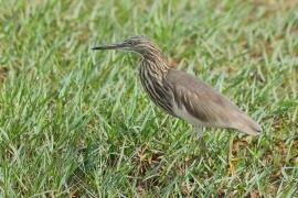 Czapla siodłata - Ardeola grayii - Indian Pond-Heron