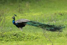 Paw indyjski - Pavo cristatus - Indian Peafowl