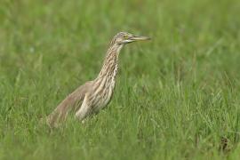 Czapla siodłata - Ardeola grayii - Indian Pond-Heron