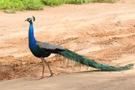 Paw indyjski - Pavo cristatus - Indian Peafowl