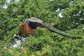 Paw indyjski - Pavo cristatus - Indian Peafowl