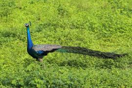 Paw indyjski - Pavo cristatus - Indian Peafowl