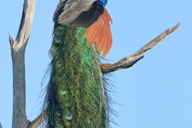 Paw indyjski - Pavo cristatus - Indian Peafowl
