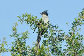 Kukułka czarno-biała - Clamator jacobinus - Jacobin Cuckoo
