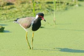 Czajka indyjska - Vanellus indicus - Red-wattled Lapwing