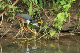 Bagiewnik białopierśny - Amaurornis phoenicurus - White-breasted Waterhen