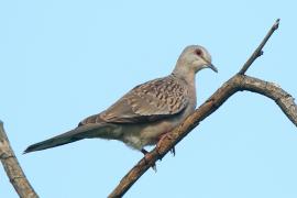 Turkawka wschodnia - Streptopelia orientalis - Oriental Turtle Dove