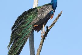 Paw indyjski - Pavo cristatus - Indian Peafowl
