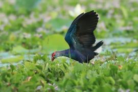 Modrzyk siwogłowy - Porphyrio p. poliocephalus - Grey-headed Swamphen