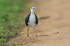Bagiewnik białopierśny - Amaurornis phoenicurus - White-breasted Waterhen