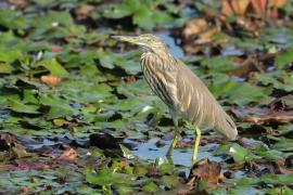 Czapla siodłata - Ardeola grayii - Indian Pond-Heron