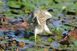 Czapla siodłata - Ardeola grayii - Indian Pond-Heron
