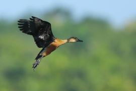 Drzewica indyjska - Dendrocygna javanica - Lesser Whistling-duck