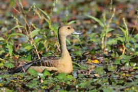 Drzewica indyjska - Dendrocygna javanica - Lesser Whistling-duck