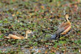 Drzewica indyjska - Dendrocygna javanica - Lesser Whistling-duck