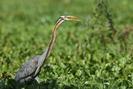 Czapla purpurowa - Ardea purpurea - Purple Heron