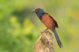 Kukal zmienny - Centropus sinensis - Greater Coucal