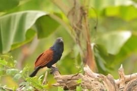 Kukal zmienny - Centropus sinensis - Greater Coucal