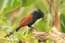 Kukal zmienny - Centropus sinensis - Greater Coucal