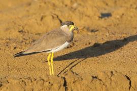 Czajka brunatna - Vanellus malabaricus - Yellow-wattled Lapwing