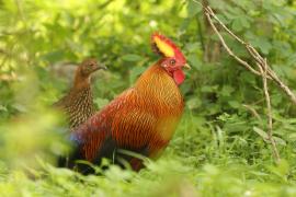 Kur cejlonski - Gallus lafayetii - Sri Lanka Junglefowl