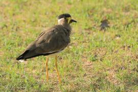 Czajka brunatna - Vanellus malabaricus - Yellow-wattled Lapwing