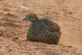 Przepiórnik prążkowany - Turnix suscitator - Barred Buttonquail