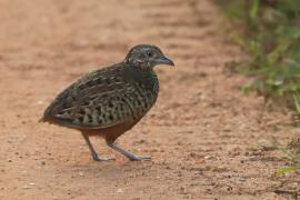 Przepiórnik prążkowany - Turnix suscitator - Barred Buttonquail