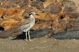 Kulon wielkodzioby - Esacus recurvirostris - Great Thick-knee
