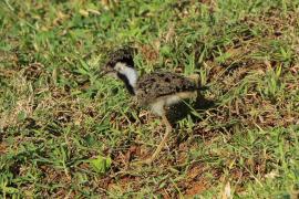 Czajka indyjska - Vanellus indicus - Red-wattled Lapwing