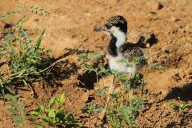 Czajka indyjska - Vanellus indicus - Red-wattled Lapwing